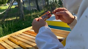 Sunt reginele în viața? | Eliberăm cele 5 regine din stupii orfani | Rupem căpăcelul și albinele știu mai departe ce să facă | Ferma Emigranți În Grădină