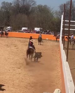 Coleadero de Ignauracion Lienzo Charro Los Potrillos 03 de Abril 2021 | Rancho Los Potrillos Ent