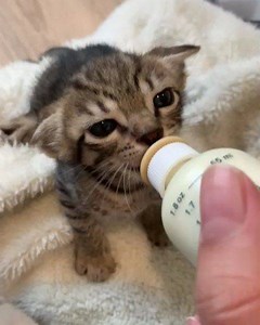 The ears 😭❤️❤️❤️ #saving_winstonbabies_kareq8 الأذاني 😭❤️❤️❤️ | KARE