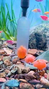 Vacuum Pump #toopa #aqauticplants #trending #fishtanksetup #fish #fishtank #fishaquarium #aquarium | ตู้ป่า-Aquatic Plant