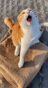 Cat Accidentally Launched After Latching Onto Bottle Rocket, Startles Neighborhood A neighborhood in Maple Glen was briefly thrown into chaos Saturday evening when a house cat was accidentally launched into the air after grabbing onto a lit bottle rocket during a backyard gathering. No serious injuries were reported, according to the family involved. The incident happened during a small get-together where several adults were setting off legal fireworks. Witnesses said the family’s cat, Milo, who