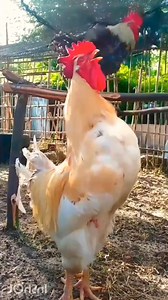 Australorp Rooster Crowing | Rooster Crowing Sounds Effect they love the sunny weather #chicken #chickenlife #poultryfarm #birds #chickes #chickenfarmer #poultryfarms #chickens #poultrylove #hen #poultrylife #birds #poultry #rooster #poults #chicks este gallo canta otro nivel | Australorp Rooster Crowing | Rooster Crowing Sounds Effect . . #gallos #gallo #gallocantando #mascotas #chicken #chickenlife #poultryfarm #birds #chickes #chickenfarmer #poultryfarms #chickens #poultrylove #hen #poultryli