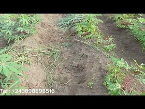 ÉVOLUTION DE CULTURE DE MANIOCS À LA FERME🚜🐾🌻🌾🌞 RÉGINE