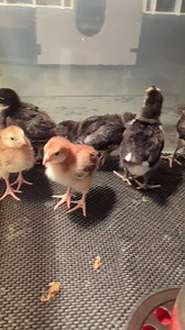 1.3K views · 71 reactions | Jersey giant chicks hatched December 11th looking for a new address. Bantam ee , black and lavender orpington due January 1st and 2nd. Summerville West Hants Pm | Cajun Creek Farm | Facebook