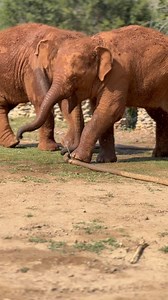 21K views · 3.4K reactions | These mischievous baby elephants just...