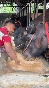 1.8M views · 9.3K reactions | Biggest Water Buffalo Feeding Time... Granular Food Mix || #BiggestBull #Cow #BiggestCow #BiggestCowintheworld #BiggestBrahmanBull #1950kgBull #HeaviestBullintheworld #viral #ad #fyp #HeaviestCowintheworld #Chianina #SapiPO #OngoleGittalu #buffalo #cowfarm #Kankrej #Guzera #Vaca #Stier #Bullen #Farming #foodmix #Hereford #Braford #SibiBhagnari #Marchigiana #Limousin #Boran | Biggest Cow in Bangladesh | Facebook
