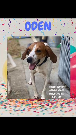 Through May!!! All adult dogs can be adopted by approved adopters for a donation of cleaning supplies or pet food. We can use Dawn, non-clumping cat litter, Pedigree dog food… 🎉⭐️Meet Oden! He’s a sweet boy! He likes kids 🧒 Oden is looking for his forever home🩷🌟 | Campbell County TN Animal Center