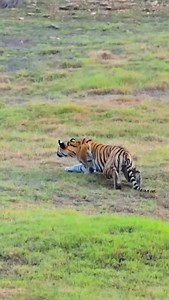 In the heart of the Umred–Gothangaon forest, the afternoon silence was broken only by the warm wind sweeping over the dry riverbed. Hidden in the tall grass, a mother tiger rested with her five cubs, still clumsy but already alert to every movement she made. Suddenly, a sounder of wild boar approached, rooting the ground, unaware they were being watched. The tigress slowly rose, moved like a shadow, and positioned herself downwind. One by one, the cubs copied her actions, pressing low to the ear