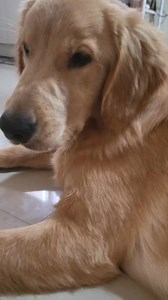 Kung gusto mong lumigaya ang iyong buhay, humanap ka ng golden at tumawa ng tunay 🎼 . . . . . Dugtungan ang kanta.. G? May bata na naman pong napag tripan ng Mommy 😂🤣🤣 | Harley & Euna