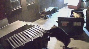 Caught On Tape: Hungry Bear Steals Restaurant's Dumpster
