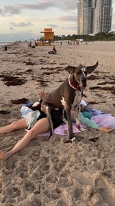 Archie did a lap dog move and it’s quite tricky. 🫣🤭 (sorry friend 😬) #Greatdane #danesofinstagram #dogs #dogsofinstagram #pets #petsofinstagram #gr8danearchie #dogmom #danemom #greatdaneproblem #greatdanelife #dogdaily #dogvideos #funnydogvideos #dogreels #giantdoglife #giantdogproblems #miamibeach #miami #beachlife #deutschedogge | Archie the Great Dane