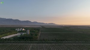 Stroll through the picturesque vineyards of Ningxia, where beauty surrounds you like a painting. Enjoy the alluring aroma of Ningxia wines, a true delight for the senses. Come to Ningxia and experience this breathtaking scenery! #NingxiaWine #ScenicBeauty #ChinaTravel #wine | Discover Ningxia