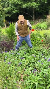 Perennial Cornflower flowers for months and lasts for years . Loved by bees / butterflies and thrives on total and utter neglect. Planting time is from now ,available in webshop https://pergolanurseries.ecwid.com ALL IRELAND DELIVERY 🚚 WEBSHOP https://pergolanurseries.ecwid.com WEBSHOP https://pergolanurseries.ecwid.com Pergola Nurseries Garden Corner,Virginia,Co Cavan A gardeners oasis of quality plants Open Tuesday to Saturday 10.30-6 Open Sundays 2-6 #perennialcornflower #plantsforbees #toug