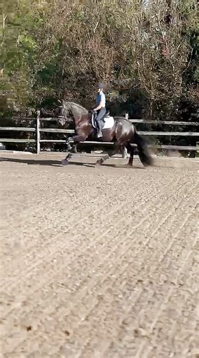 #SalesSaturday 💎 Tanzanite ISF is a stunning 16H 2022 KFPS Friesian filly sired by Ulbert 390 x Tjalbert 460. We took this quick video yesterday of her schooling session in the outdoor… Such a good girl! 😍👍 Tanzanite started under saddle in our professional program this Spring and is already showing herself to be a quick learner with a lot of promise as a future performance horse. She is nicely sensitive to the aids, naturally uphill in her movement with a beautiful front end, and gives a nic