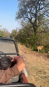 Háblame de animales hermosos! #jcformiga #animales #Tigres #Naturaleza #felinos Like y seguime para más videos increíbles, gracias! | Julio Formiga