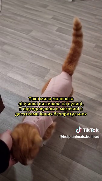 Рижулька: Історія порятунку вуличної киці