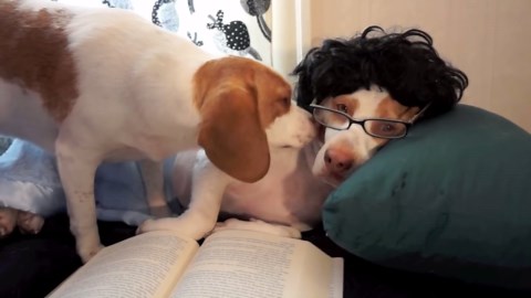Dogs Give Sweetest Kisses to Their Human Dad