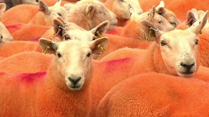 Sheep farmer dyes animals orange