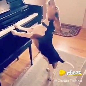 Piano is always a cure for a ‘Ruff’ day!! Download the Cheez app to watch more such fun video!!🎼💫 Android: https://goo.gl/JeqEFj iOS: http://apple.co/2wLSHEx #Cheez #App | CHEEZ India
