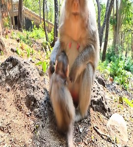 2.3K views · 29 reactions | Million sad, poor baby got rejected by parents | Avata Monkeys | Facebook