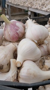 50 reactions · 4 comments | Garlic is harvested and is starting to...