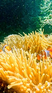 1.6K views · 20 reactions | Finding Nemo was actually a documentary and not a cartoon. ✨ But seriously, they might not be Nemo and Marlin, but these adorable clownfish at Pulisan Beach in Likupang District, North Minahasa Regency, North Sulawesi are so cute they’re giving us diabetes.  Pulisan Beach, Likupang, North Minahasa, North Sulawesi #WonderfulJourney #WonderfulIndonesia #Clownfish #PulisanBeach #NorthSulawesi | Indonesia.Travel | Facebook