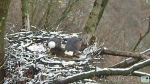 It's a typical day at the Pittsburgh Hays Bald Eagle nest where Mom tells Dad where a new stick can go in the nest.... | PixCams