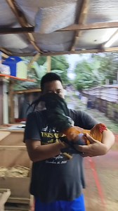 43K views · 1.2K reactions | ilagay PO muna natin sa MEjo Safe ang ating mga models LARGA NA YAN #followersシ゚ #goodvibes #hanapbuhaynamarangal #entertainmentpurposesonly #Disclaimer no.animals were harmed in this video not for illegal USE for content only | Coun Itok Galang Mancilla | Facebook