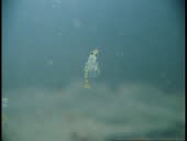 Lobster larvae feed on drifting plankton.