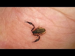 8 Animals That Mimic Other Animals