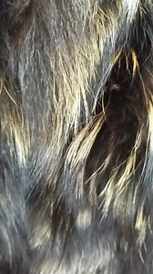 Fur Blanket,real Fox, Throw, Brown and Gold Color, Home Accessory - Etsy