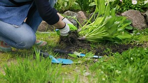 Here's a guide on how and when to divide Hostas! | Garden Lovers Club
