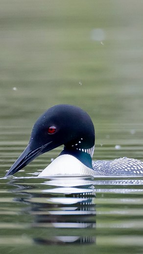 #spotandtheshot #commonloon #spottedsandpiper #solitarysandpiper #waterfowl #shorebirds #wildlifephotography #canon6dmarkii #canon200800 | Fierce Focus Outdoors