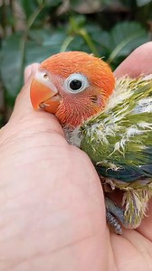 GREEN OPALINE HANDFEED | Dan's Aviary ATBP