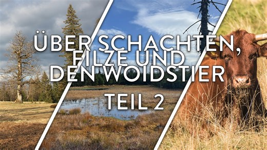 27 reactions | Mit einer neuen Folge unseres Podcasts  WILDNIS G'SCHICHTN schicken wir euch ins verlängerte Osterwochenende . In Teil 2 von "Über Schachten, Filze und den Woidstier" begeben wir uns auf die Schlussettappe der langen Schachtentour rund um Buchenau. Was wir dort erleben? Hört  rein! | Nationalpark Bayerischer Wald | Facebook