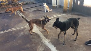 1.8K views · 53 reactions | The blonde dog in the video had come in for a board and train to address her issues with both humans and dogs. Now she comes for boarding and is able to socialize with under dogs because we advocate for her and help her to make better choices. This is what a typical socialization looks like for us. Dogs are calm and any playing is stopped after a few seconds and is not allowed to escalate. | Solid K9 Training | Facebook