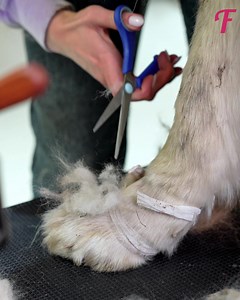 Pet rescue and grooming give large dog new lease on life. | Fabiosa Philippines