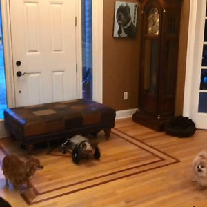 How do you get that many puppers to stay in one place? 😱 | Metro