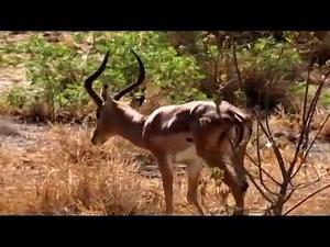 CAZA CON ARCO EN SUDAFRICA 1ª PARTE.