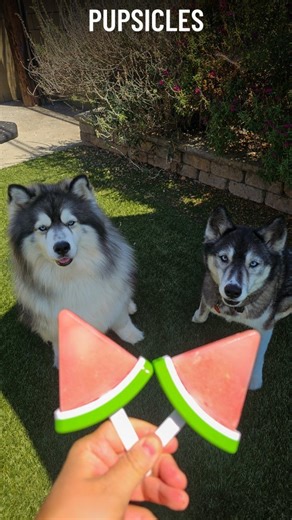 2.4K views · 60 reactions | The perfect summer snacko  #pupsicles Watermelon popsicles molds are from @hobbylobby . . . . #dogpopsicles #watermelon #watermelonpopsicles #diypopsicles #dogteats #summervibes #dogpop #dogpopsicles #pupsiclesfordogs #dogstagram #doginstagram #dogsnack #huskiesofig #instahusky | Kiska and Koda | Facebook