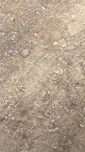 Fort Beaufort United Rugby Club on Reels