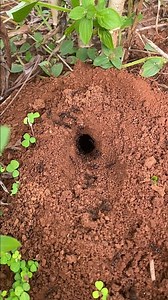 12K views · 165 reactions | Using IQ to catching giant crickets in deep hole for sell at the market | NaturalLife IQ | Facebook