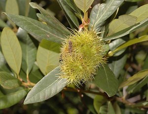 Chrysolepis - Alchetron, The Free Social Encyclopedia