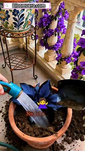 570 reactions · 97 shares |  Midnight Blue Flame Hosta · The...