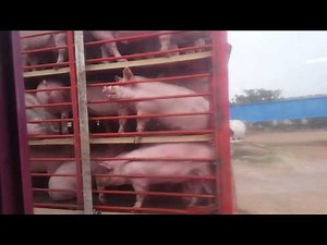 Transporte porcino