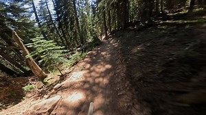 Mountain Biker Navigating Winding Forest Trail Stock Footage Video (100% Royalty-free) 3906494941 | Shutterstock