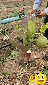 Plant grafting | DIY