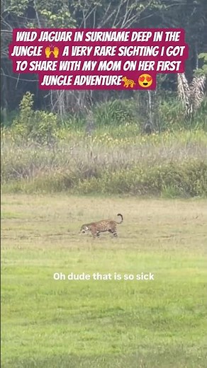 Wild jaguar in Suriname deep in the jungle 🙌 a very rare sighting i got to share with You#animalover