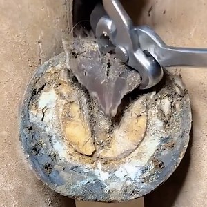 134K views · 268 reactions | Witness the Satisfying Horse Hoof Rescue | Wood Mood | Facebook