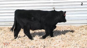 Lot 2: Double J Farms Simmental Cattle - 52nd Annual Simmental Bull & Female Sale